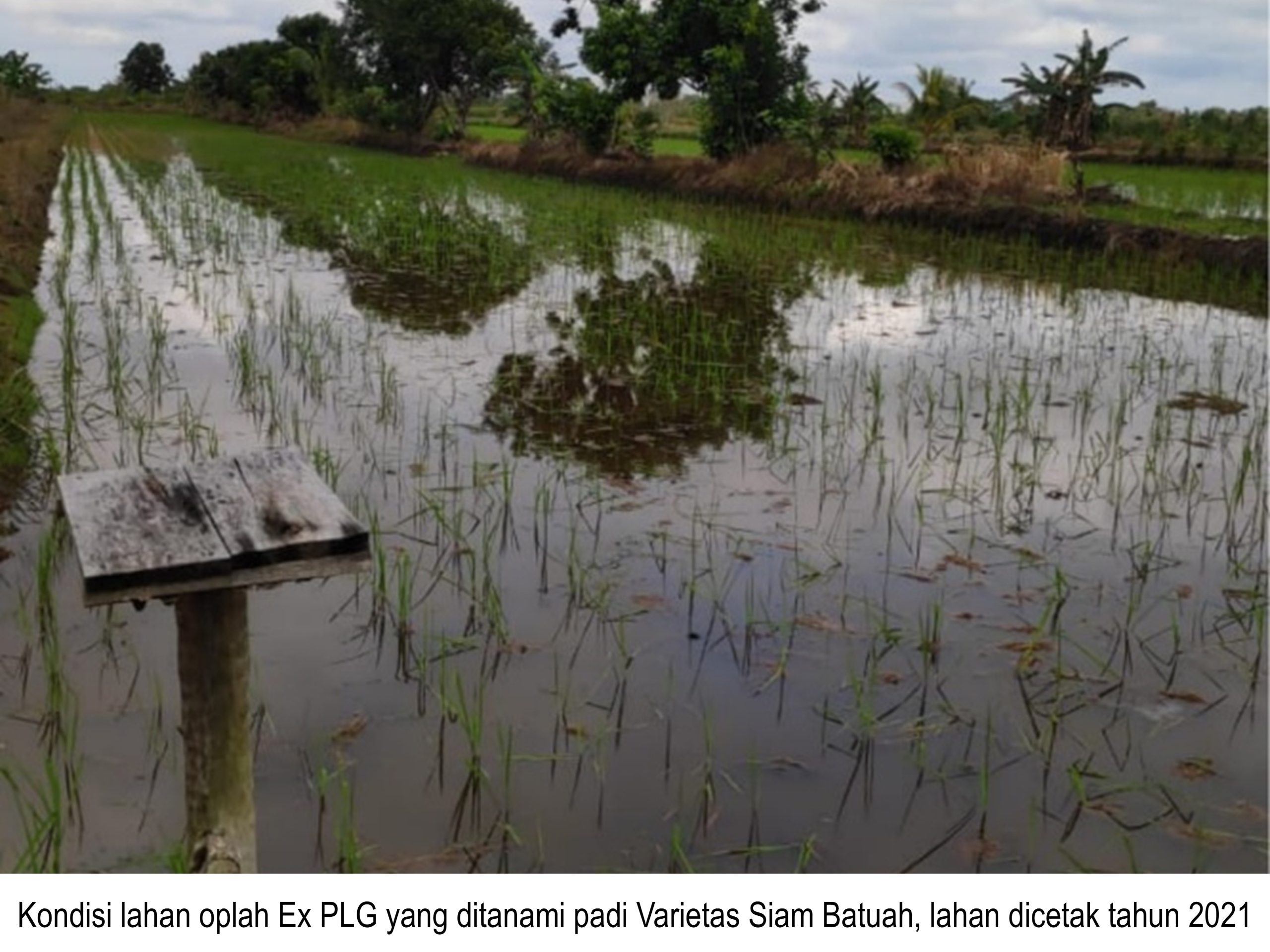Menuju Swasembada: Tantangan dan Harapan di Balik Cetak Sawah dan Optimalisasi Lahan di Kalimantan Tengah